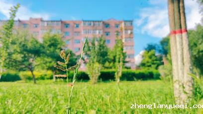 小小草